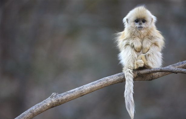 614x392, 39 Kb / обезьяна