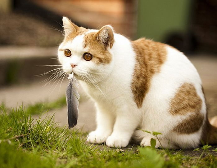 699x542, 88 Kb / кот, перо