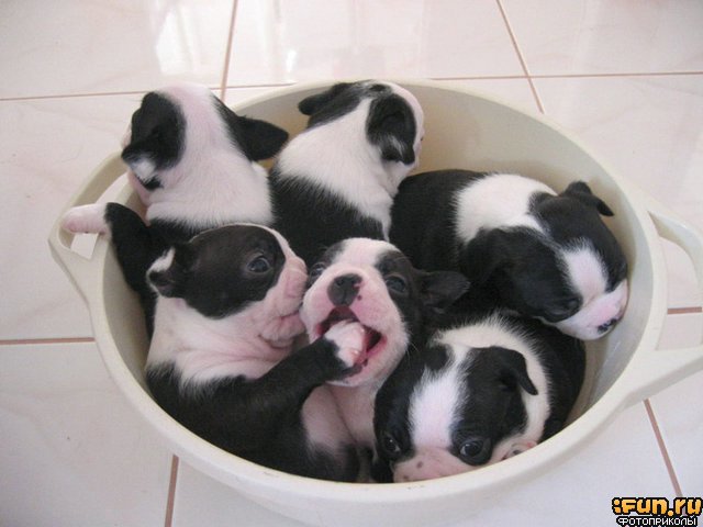 640x480, 45 Kb / щенки