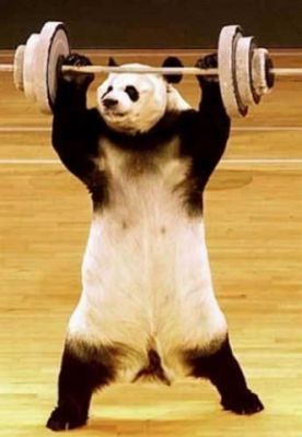 276x400, 17 Kb / панда, атлет, штанга