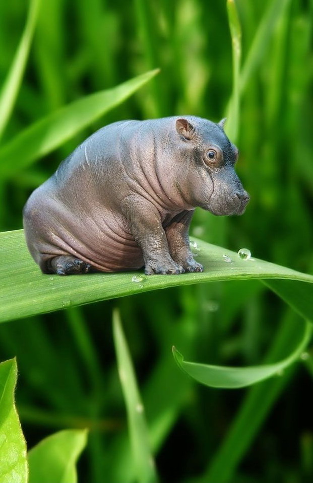 621x959, 122 Kb / бегемотик