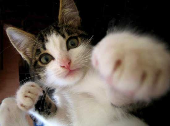 550x410, 14 Kb / кот, бокс