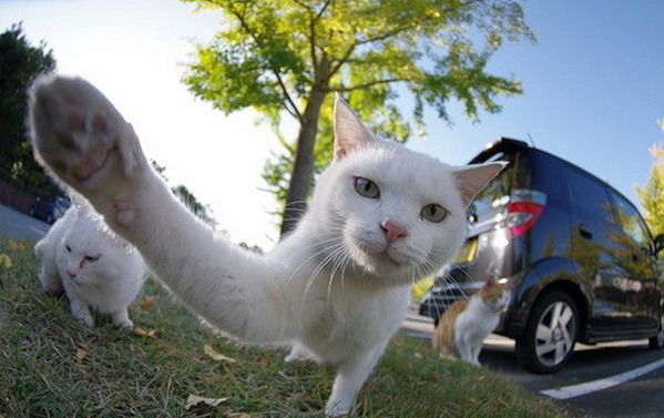 599x377, 71 Kb / кот