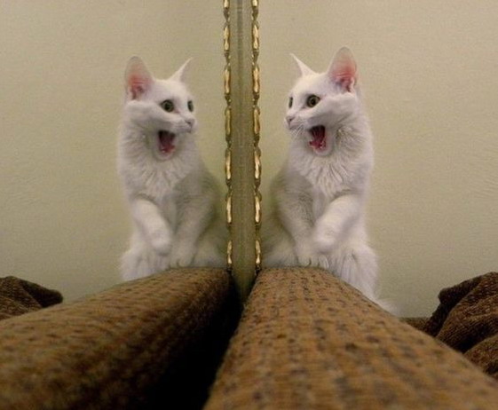 561x462, 53 Kb / кот, зеркало