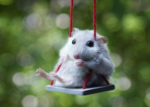 499x355, 38 Kb / качели, мышь