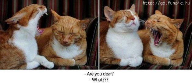 630x272, 31 Kb / котэ, глухота