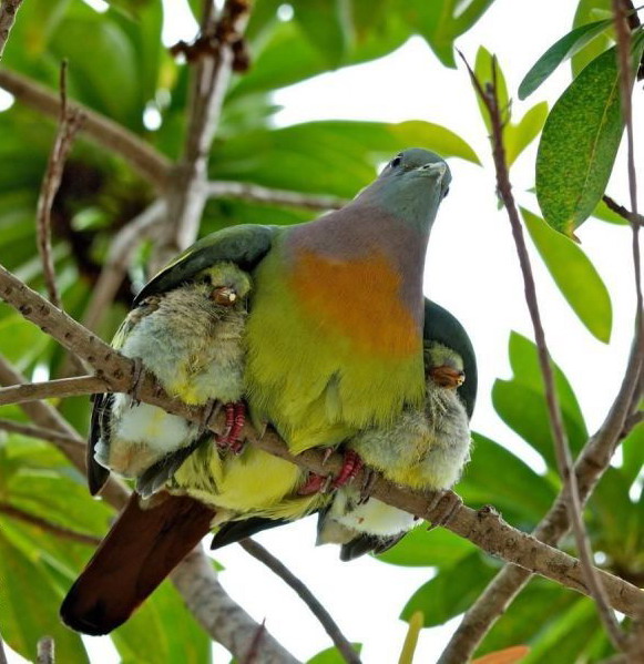 581x599, 100 Kb / птица