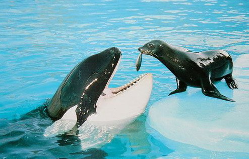 494x316, 56 Kb / касатка, котик, косатка