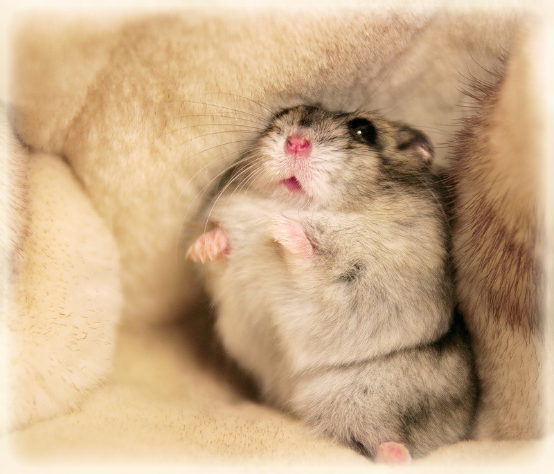 800x685, 118 Kb / мышонок