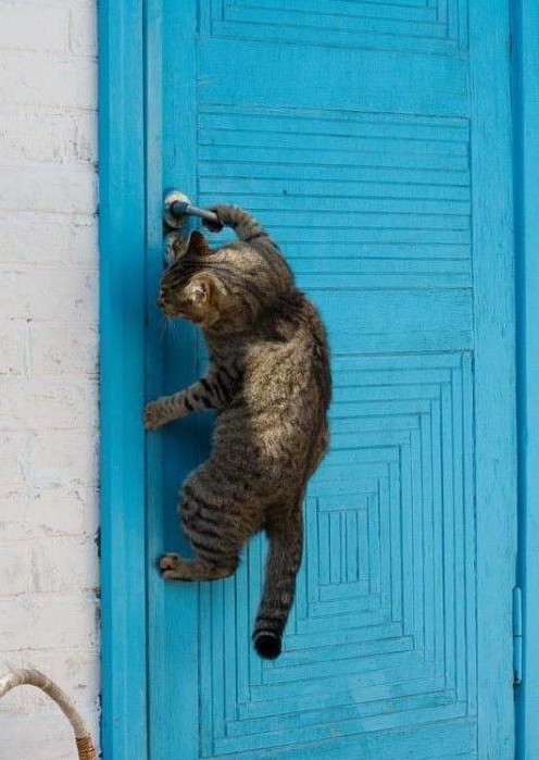 496x699, 92 Kb / дверь, кот