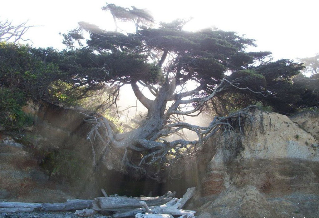 1022x698, 217 Kb / лучи, дерево, раскоряка