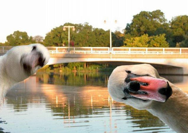 637x454, 42 Kb / лебедь, дебил