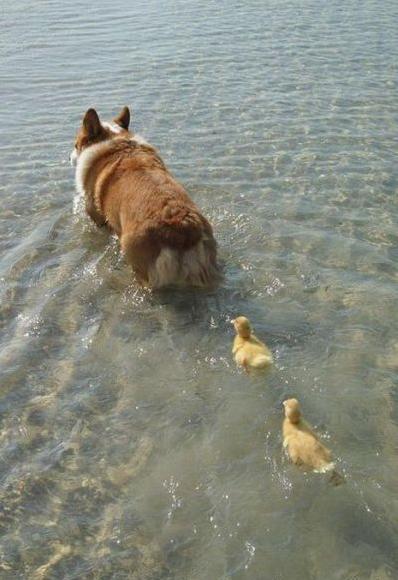 398x580, 38 Kb / пес, утята