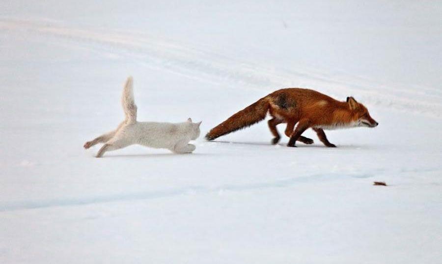 900x537, 28 Kb / кот, лиса, снег