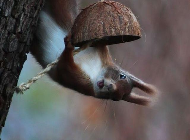 640x471, 29 Kb / белка