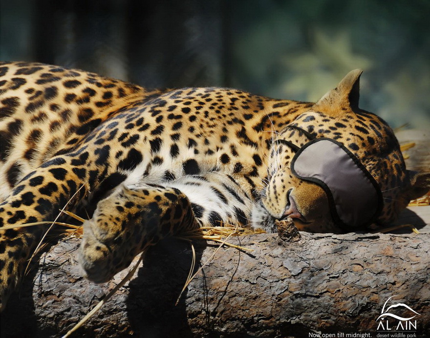 880x691, 266 Kb / сон, маска, леопард