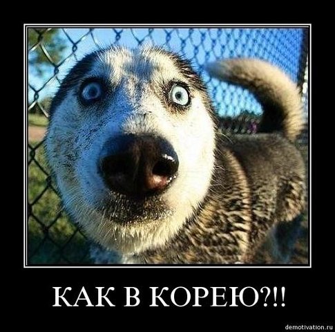 485x480, 55 Kb / собак,корея,демотиватор