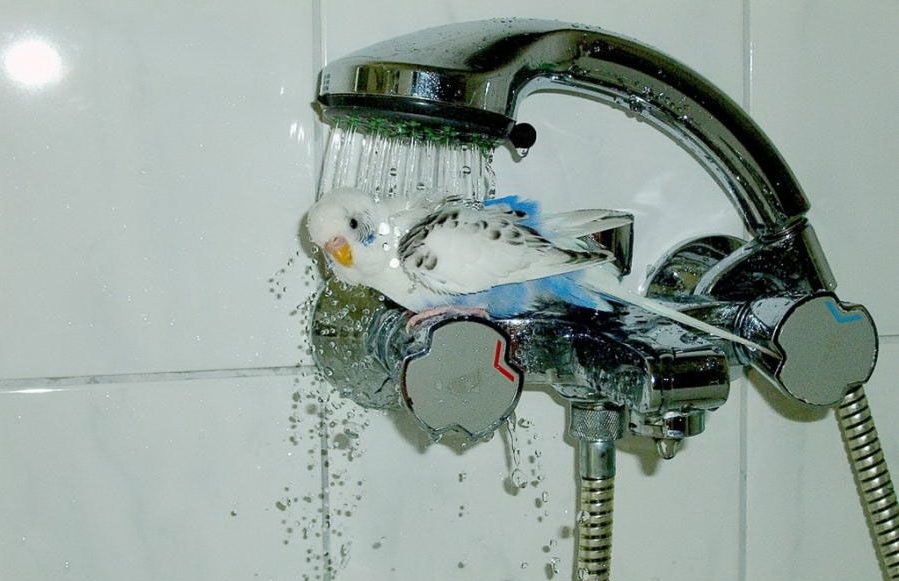 899x581, 138 Kb / душ, попугай