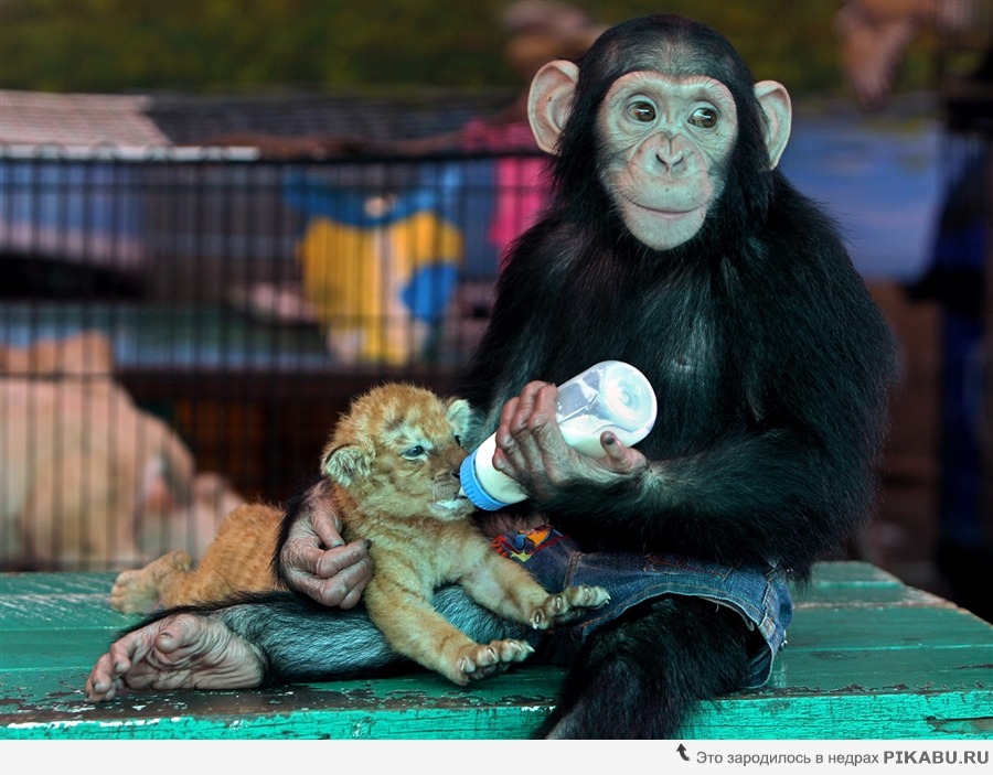900x703, 162 Kb / зоопарк, шимпанзе, тигренок