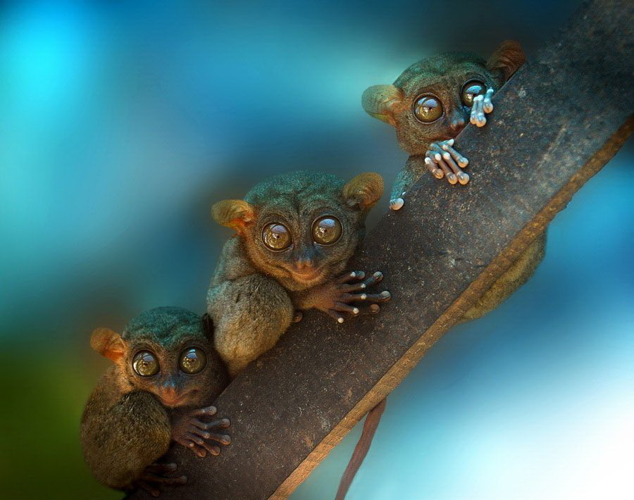 900x710, 142 Kb / ветка, животинки