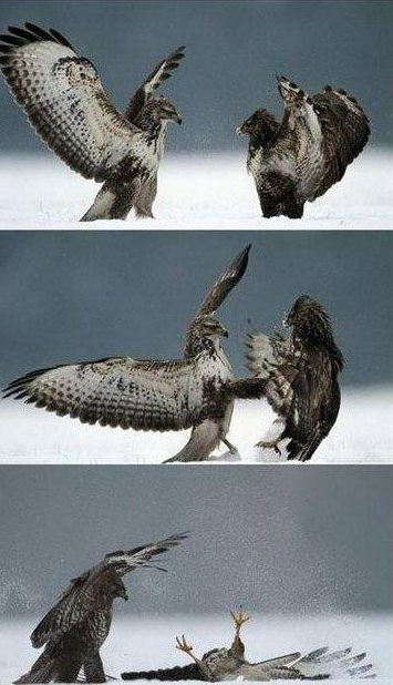 355x618, 86 Kb / птицы, драка