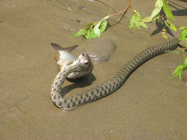 640x480, 265 Kb / змея, рыба, охота