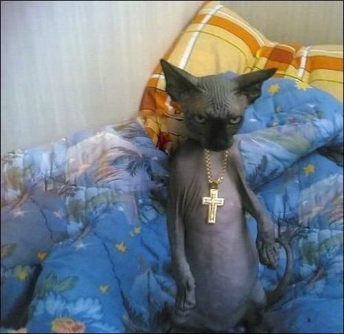 500x486, 39 Kb / кот, лысый, черный, крест