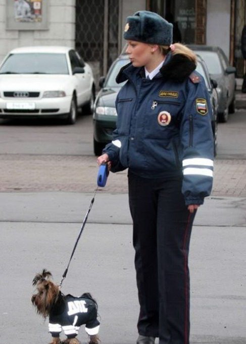 487x679, 84 Kb / дпс, собака