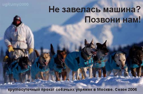 504x330, 53 Kb / упряжка, собаки