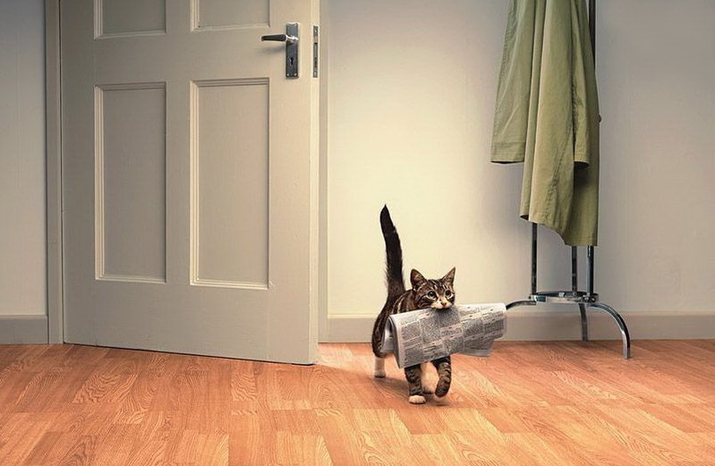 799x521, 111 Kb / кот, газета, послушный