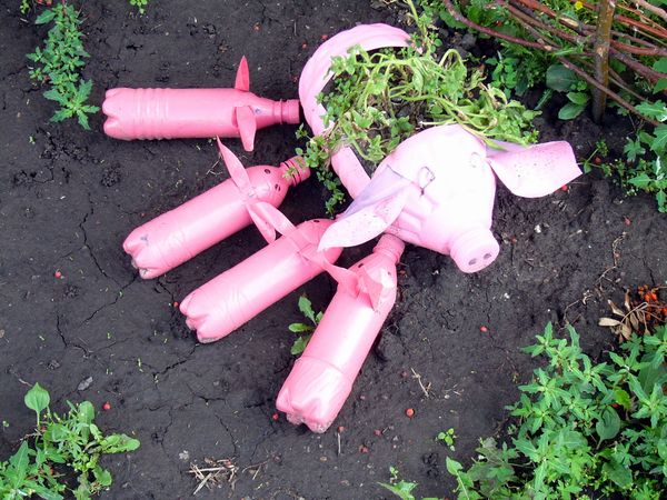 600x450, 74 Kb / свинки, свиньи, бутылки