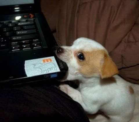 479x418, 37 Kb / щенок, ноутбук