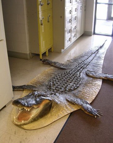 360x457, 66 Kb / крокодил, квартира