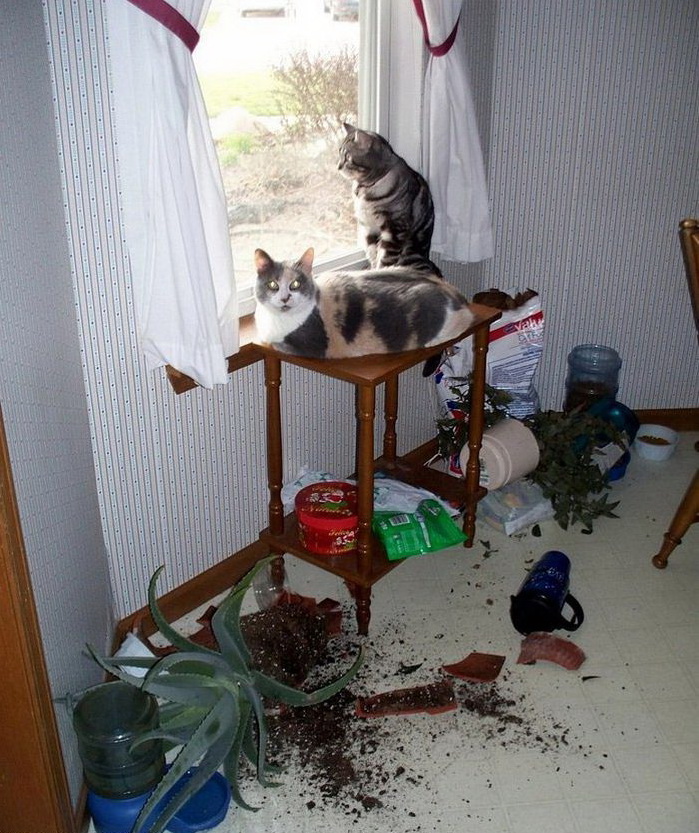 699x833, 234 Kb / коты, окно, цветы