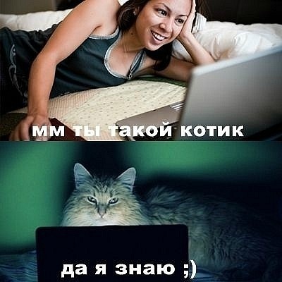 400x400, 38 Kb / котик, общение