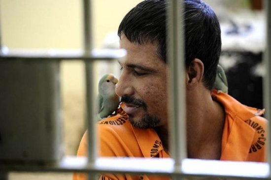 550x366, 35 Kb / попугаи, тюрьма