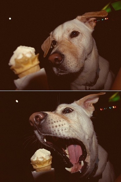 420x630, 58 Kb / собака, мороженое