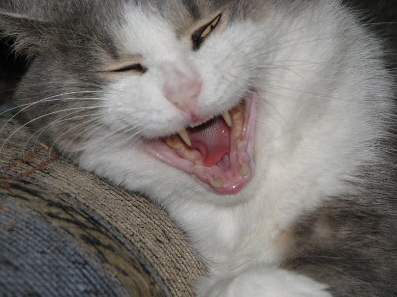 807x605, 151 Kb / котэ