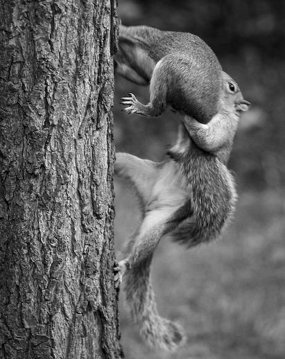 411x518, 77 Kb / белки