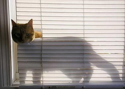 500x356, 39 Kb / кот, жалюзи