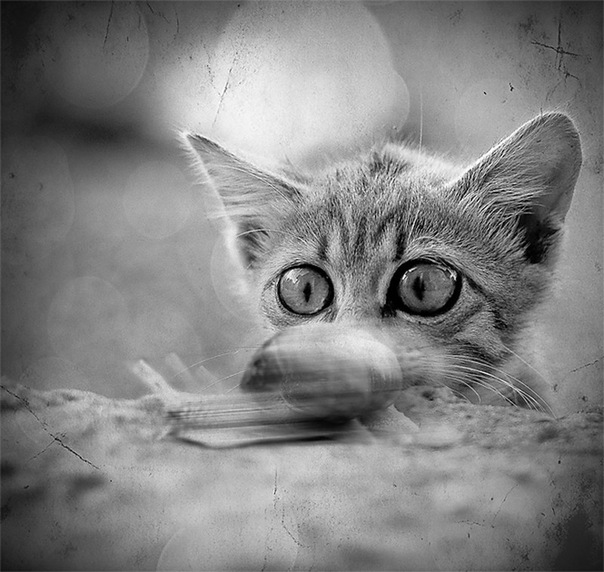 604x572, 103 Kb / кот, ч/б