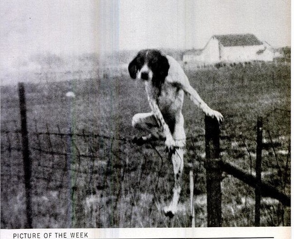 604x490, 118 Kb / собака, забор, ч/б, концлагерь