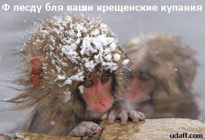 400x273, 19 Kb / обезьяна, снег