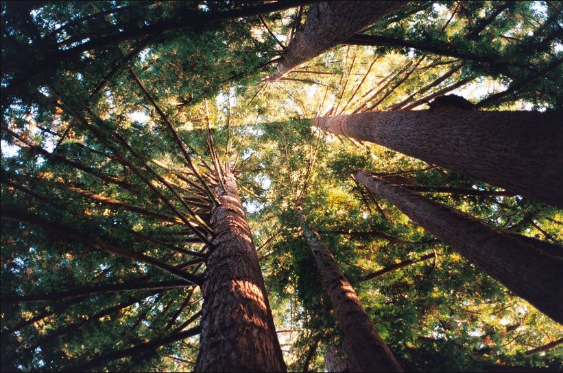 821x545, 144 Kb / лес, солнце, ветки