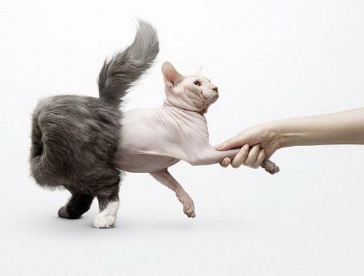 523x397, 28 Kb / кот, изнанка