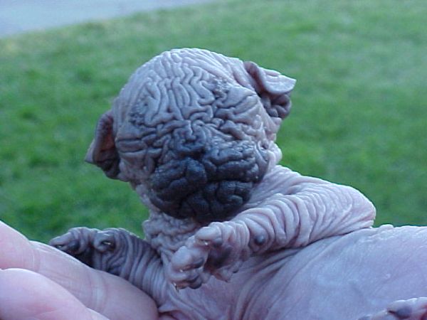 600x450, 37 Kb / фубля, собака, мозг