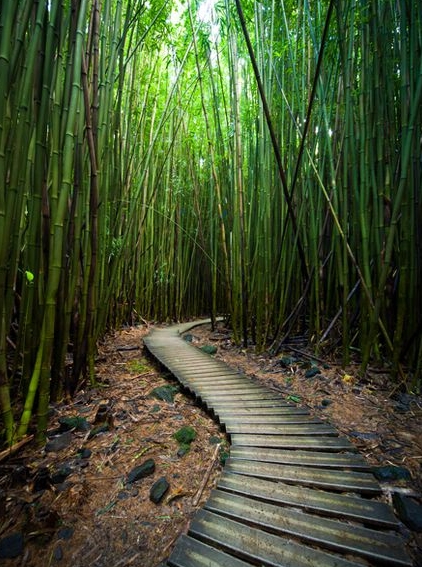 422x567, 263 Kb / бамбук, заросли, просека, дорога