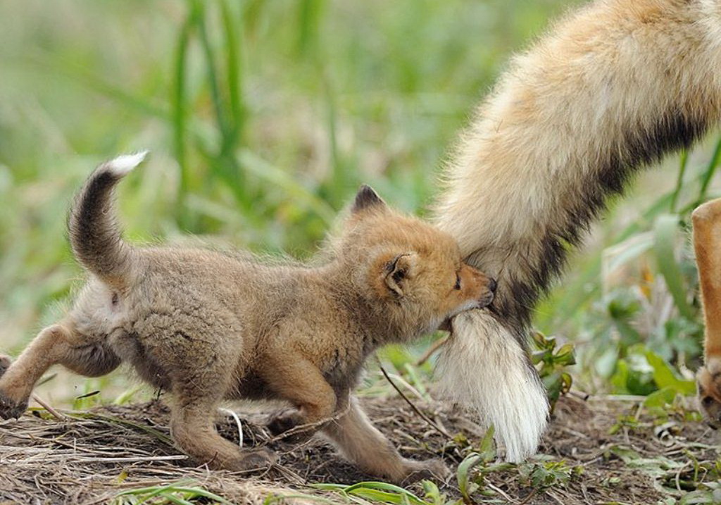 1024x717, 248 Kb / волк, хвост