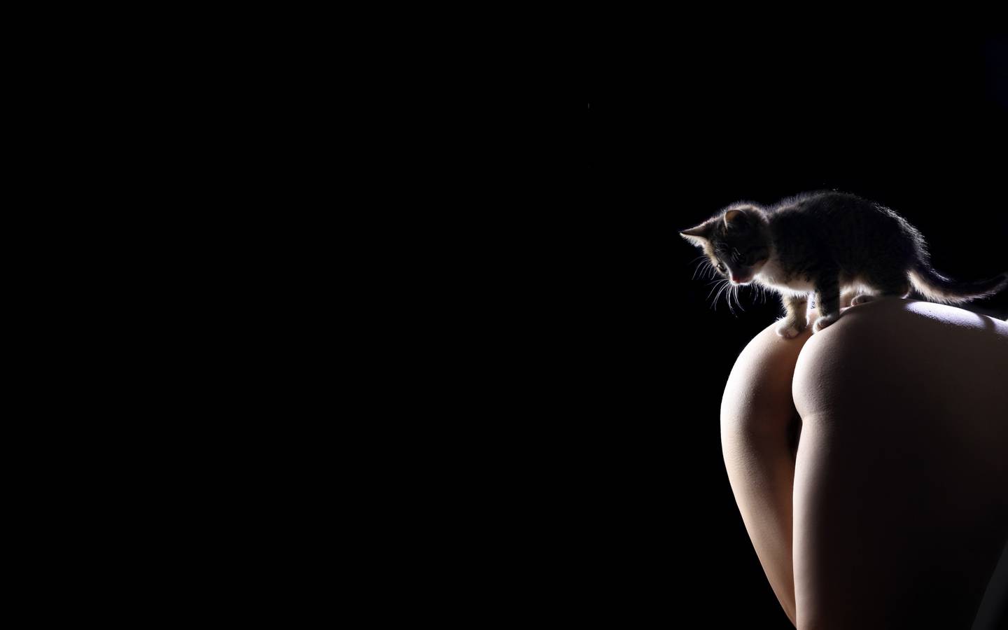 1440x900, 35 Kb / котенок, попа