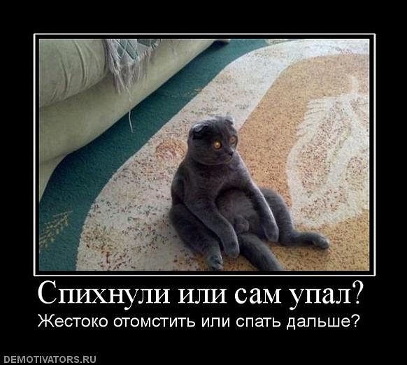 582x522, 74 Kb / кот, упал